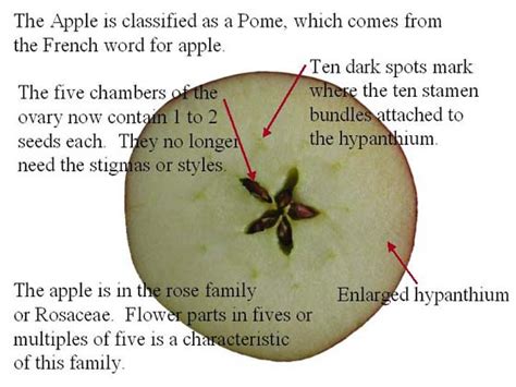 Apple Anatomy Cross Section