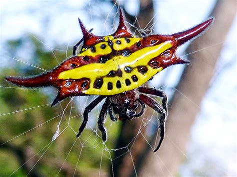 Shukernature Spiders With Wings Implausible Things