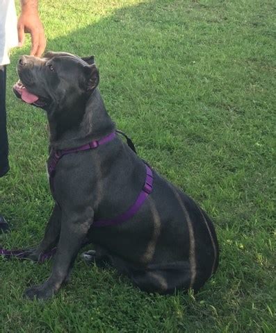 She is packed with power muscle and a ton of substance! Cane Corso puppy dog for sale in Houston, Texas