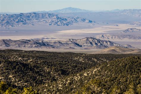 This Is Where The Forest Meets The Desert In Nevada Rpics