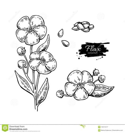 Isolated hand drawn illustration on white background. Flax Flower And Seed Vector Superfood Drawing Set ...