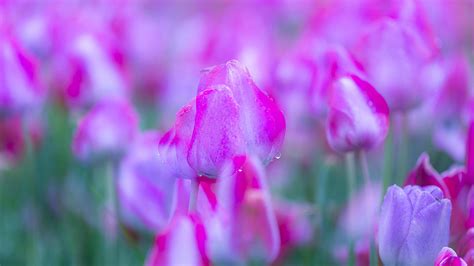 Purple Flower Spring Tulip Hd Flowers Wallpapers Hd