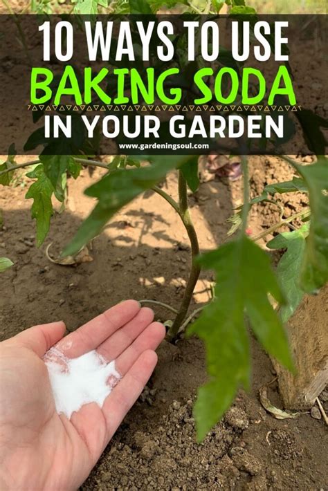10 Ways To Use Baking Soda In Your Garden