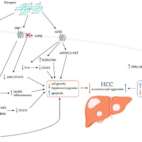 schematic representation of the direct role of sex hormones in download scientific diagram