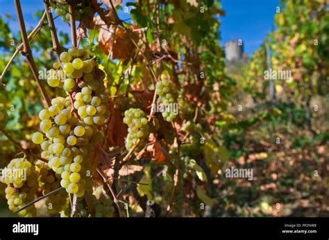 Ripe Riesling Grapes Ready For Harvest In Schlossberg Grand Cru