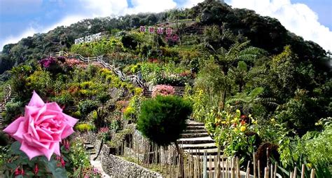 The valley is renowned for its huge collection of roses, which can be seen around the entire valley. .: CAMERON HIGHLAND HAS LOTS TO OFFER