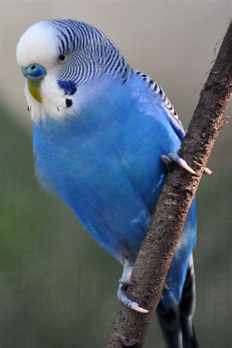 71 Best Images About Budgerigars On Pinterest A Tree Lighter And Opaline