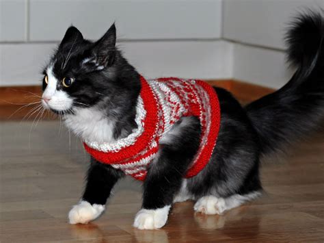 Cats Wearing Sweaters