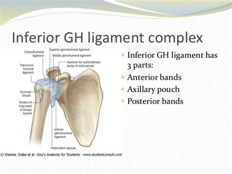 Biomechanics Of Shoulder Complex