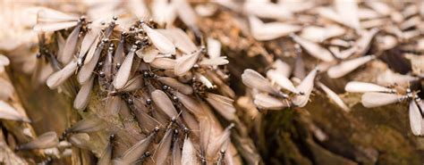 Mile Long Swarm Of Flying Ants Heading Towards South Coast Dorset Eye