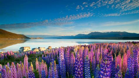 Colorful Flowers Lupins Lake Tekapo Mountains Sky With Cloud Desktop Hd