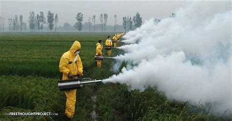 Monsanto Triggers Massive Crop Losses Illegal Herbicide Spraying To Introduce New Gmo Crop