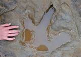 Pictures of Dinosaur Fossil With Human Footprint
