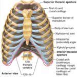Anatomy Of Sternum And Ribs Anatomy Of Ribs And Sternum Their