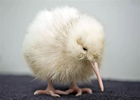 奇葩动物说：这只不会飞的鸟，被称为 丑奇异果 ，却被新西兰称为国鸟！几维鸟