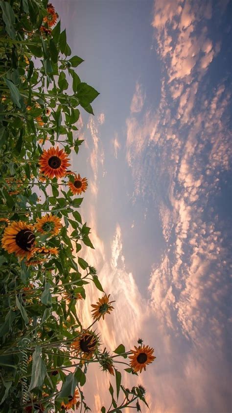 Sun Flower 🌼 Photography Wallpaper Landscape Wallpaper Aesthetic