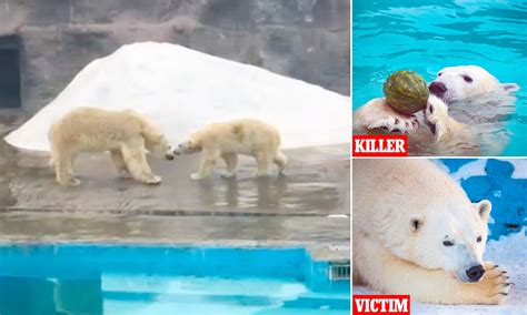Date Gone Wrong Angry Male Polar Bear Kills Female That Rejected Him