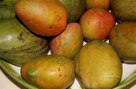 Its Mango Season In Jamaica Insidejourneys