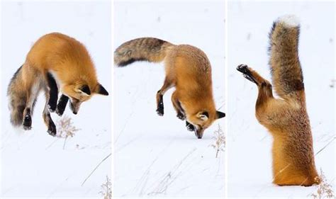 Hilarious Pictures Show How Fox Got Head Stuck In Snow After Diving