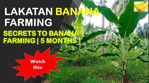 Secrets To Banana Farming 5 Months Old Lakatan Banana Farming Youtube