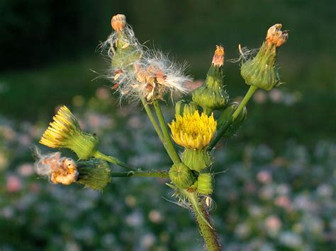 http://www.discoverlife.org/mp/20q?search=Sonchus+asper&guide=Wildflowers&cl=US/ME/York/Shoals_Marine_Laboratory