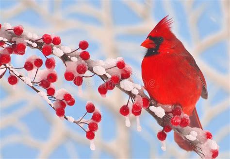 Male Winter Northern Cardinal Stock Photo Image 35190602