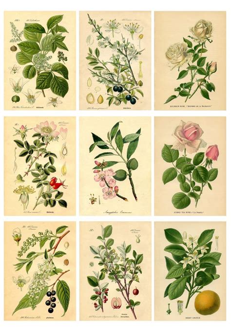 Botanical Stickers Botanical Printables Botanical Prints Botanical