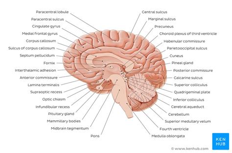 Midsagittal Section Of The Brain Anatomy Kenhub