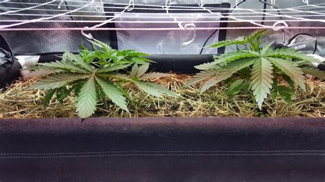 Update On The Grow Dude Grows Show