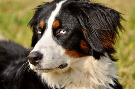 bernese mountain dog   type  dog originating   swiss alps
