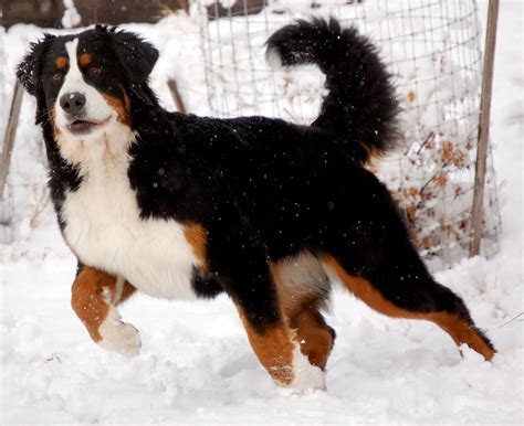 Bernese Mountain Dog Is Preparing To Run Wallpapers And