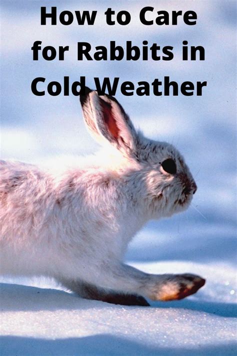 How To Care For Rabbits In Cold Weather Rabbit Care Rabbit Raising