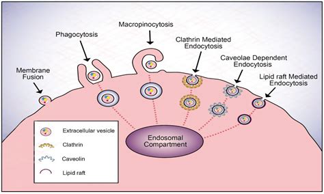 cells free full text insight into extracellular vesicle cell communication from cell