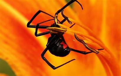 Spider Insect Creepy Wallpapers Insects Petals Flower