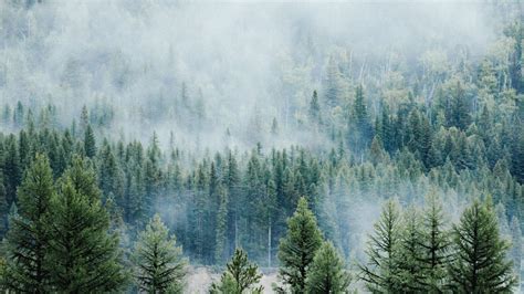 Download 2560x1440 Wallpaper Forest Fog Tree Nature Montana Dual