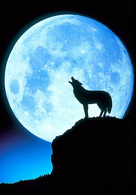Free Cartoon Wolf Howling, Download Free Cartoon Wolf Howling png