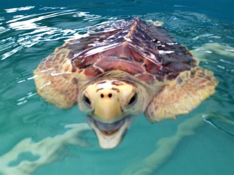 Looks Like A Smile Baby Sea Turtles Turtle Life Turtle Love