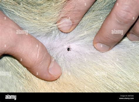 Tick Eggs Hi Res Stock Photography And Images Alamy