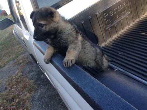 Akc German Shepherd Puppy For Sale In Cornelia Georgia Classified