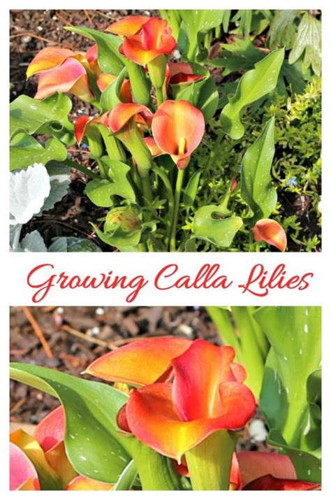 Growing Calla Lilies How To Grow And Propagate Zantedeschia Sp