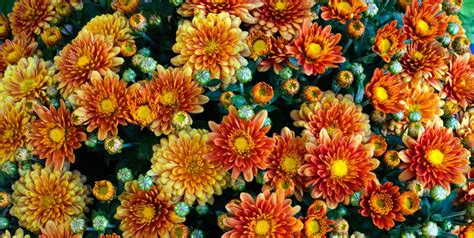 30 Best Fall Flowers Flowers That Bloom In Fall