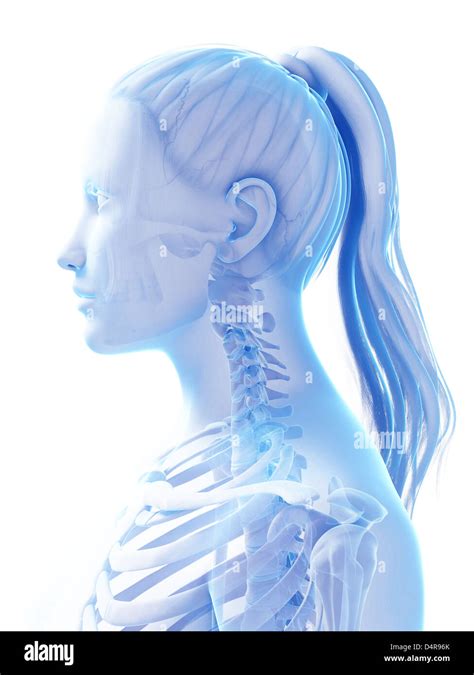 Female Skeleton Hi Res Stock Photography And Images Alamy