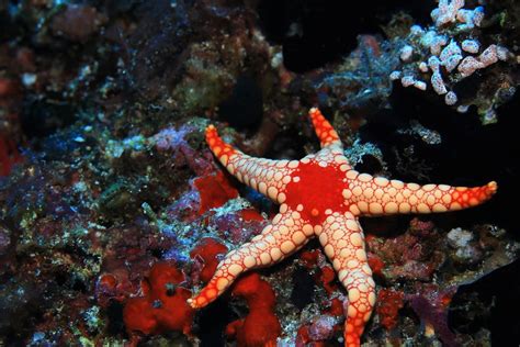 ¿cómo Se Reproducen Las Estrellas De Mar Curiosoando