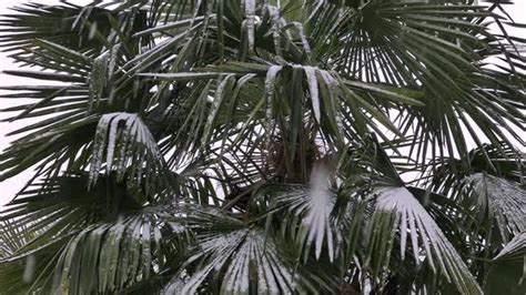 Palm Tree In Snow Fall Ii Palm Trees Snow Snowfall
