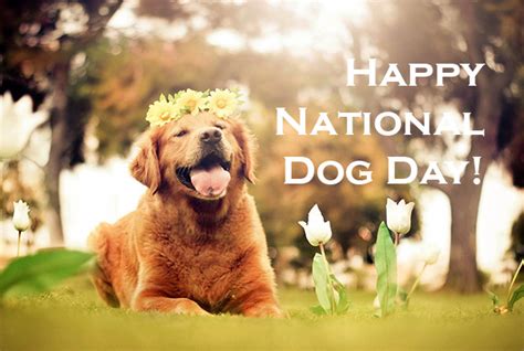 National Dog Day In 2022 History Date Activities About The Special Day