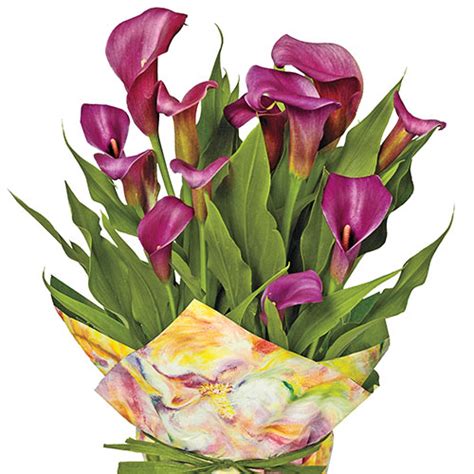 Calla Lily Purple Sensation K Van Bourgondien Wholesale Bulbs