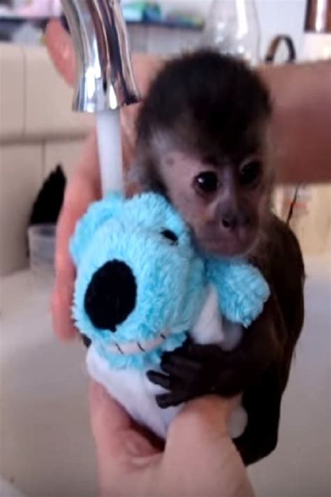 Watch as capuchin monkeyboo and happy the monkey show some brotherly. This Baby Monkey Is About to Take a Bath (VIDEO) | Baby ...