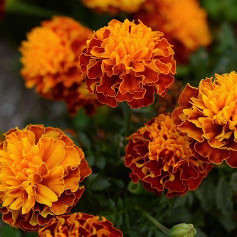 Alibaba.com offers 1,537 borage flower products. French Marigold Tagetes Patula Hot Pak Harmony Marigold Seeds