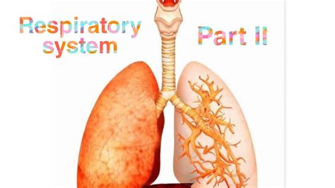 Respiratory System Physiology Part 2 Youtube