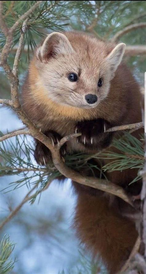 American Pine Marten Martes Americana Found At The Northern Limit